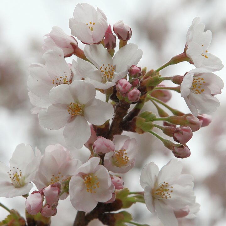 TSYSTEM�������t�H�g�F���q��쐅��