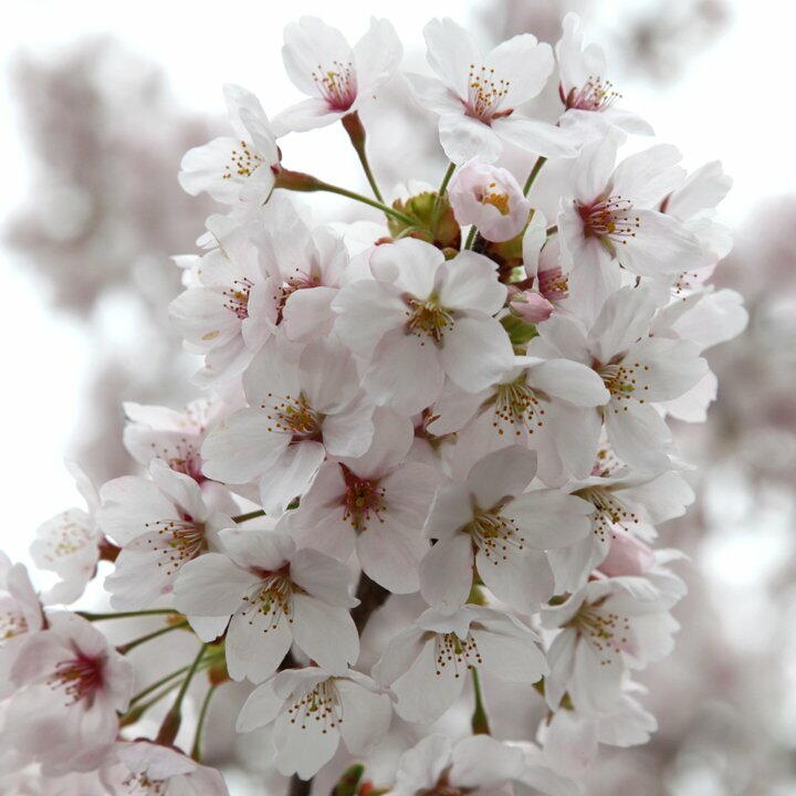 TSYSTEM�������t�H�g�F���q��쐅��