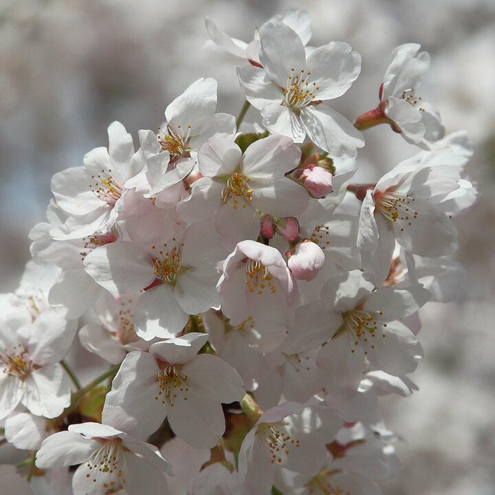 TSYSTEM�������t�H�g�F���q��쐅��